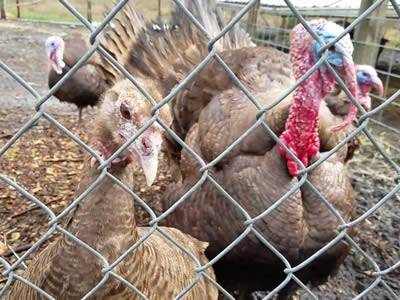 Turkey cage was made of chain link fence, and one of turkeys is showing off his tail.