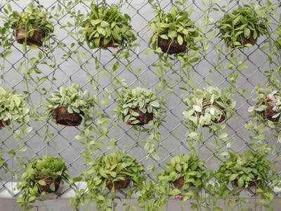 Dischidia nummularia potted plant hanging on chain link fence.