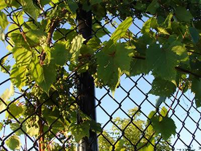 Grapes growing on chain link trellis panels.