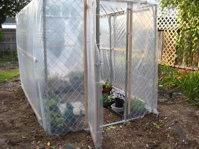 A small-scale greenhouse is made of chain link fence and its outer surface cover by transparent plastic sheeting.