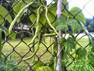 Green bean grows on the black chain link fence.