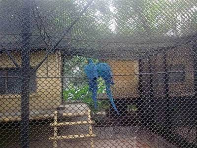 Chain link fence as huge cage for bird.