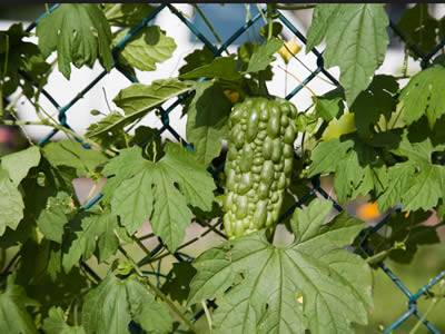 A bitter melon and vine on the chain link fence.