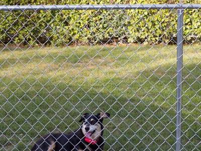 GBW chain link fence keeping your dog in.