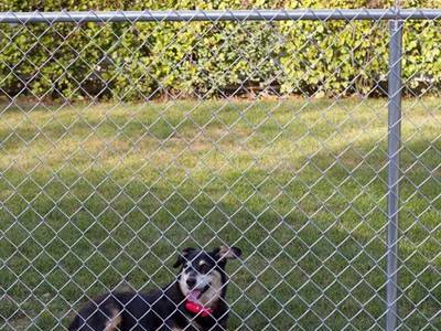9 gauge chain sales link dog kennel