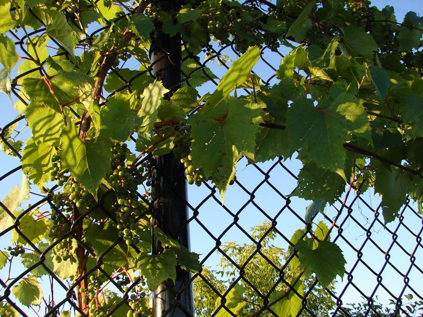 Grapes growing on chain link trellis panels.
