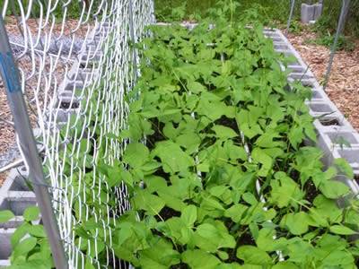 Green rattan vine climb on silver chain link fence.