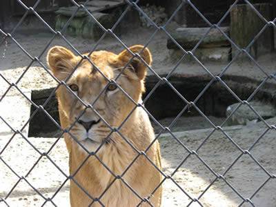 A lion is looking outside through the chain link fence.
