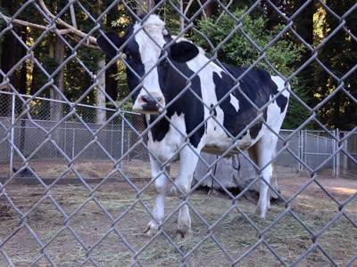An open-air milk cowshed's fence was chain link fence, inside a milk cow standing and looking at something.