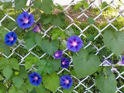 Morning glory flower is climb on chain link fence.