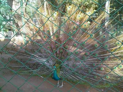 A male peacock is showing off his beautiful tail behind the chain link fence.