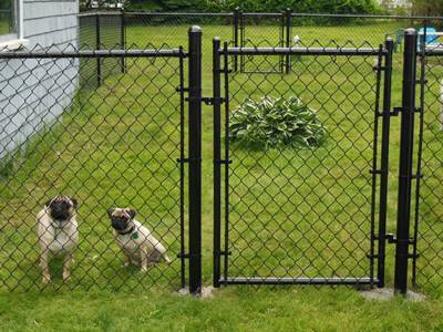 Two cute dogs are staying within black vinyl-coated residential walk gate.