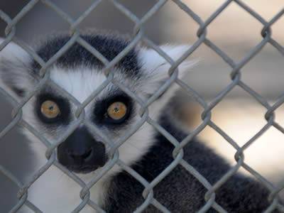 Ring-tailed lemur is looking through chain link fence.