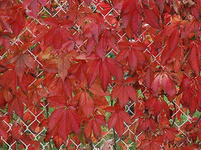 Virginia creeper hanging on the chain link fence.